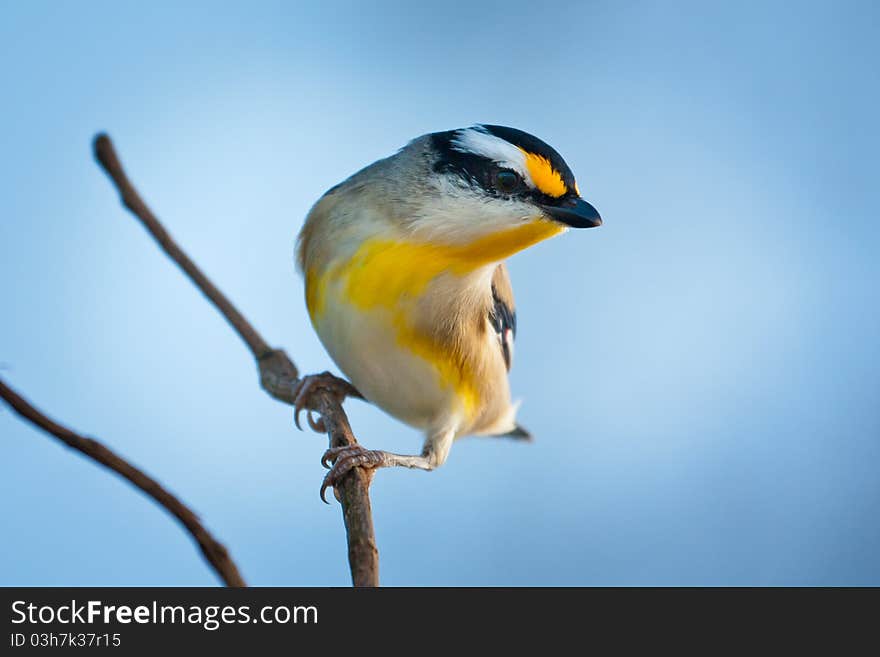 Striated Pardalote