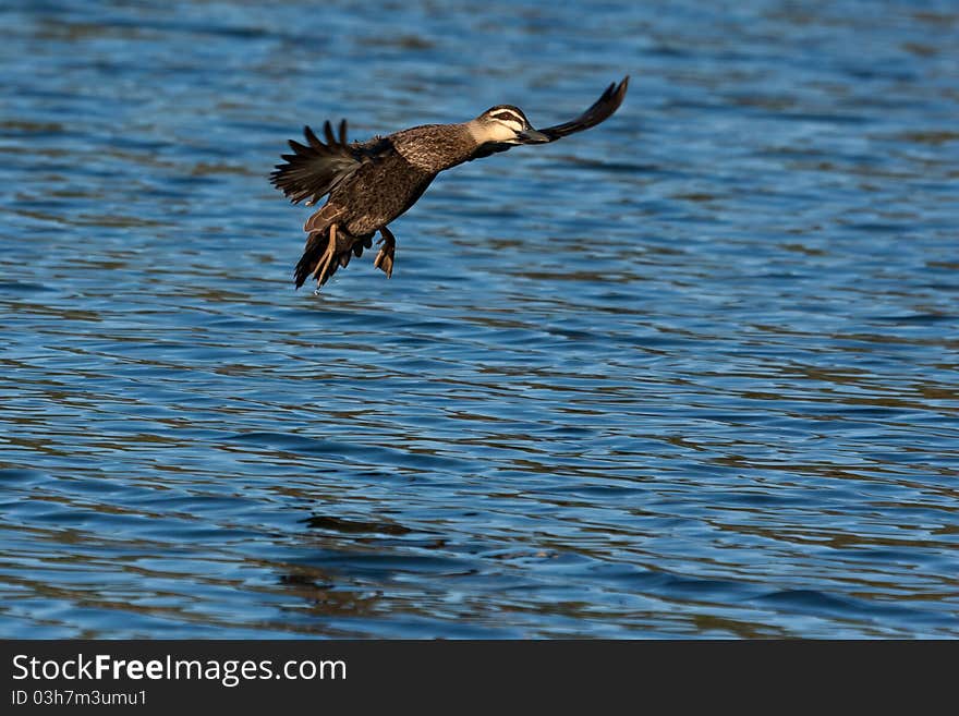 Pacific Black Duck