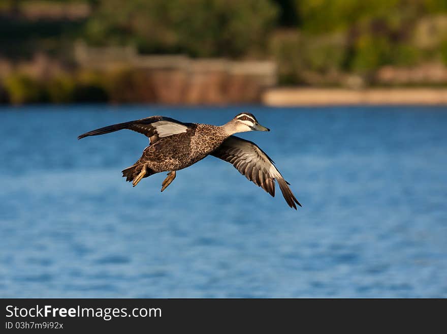 Pacific Black Duck