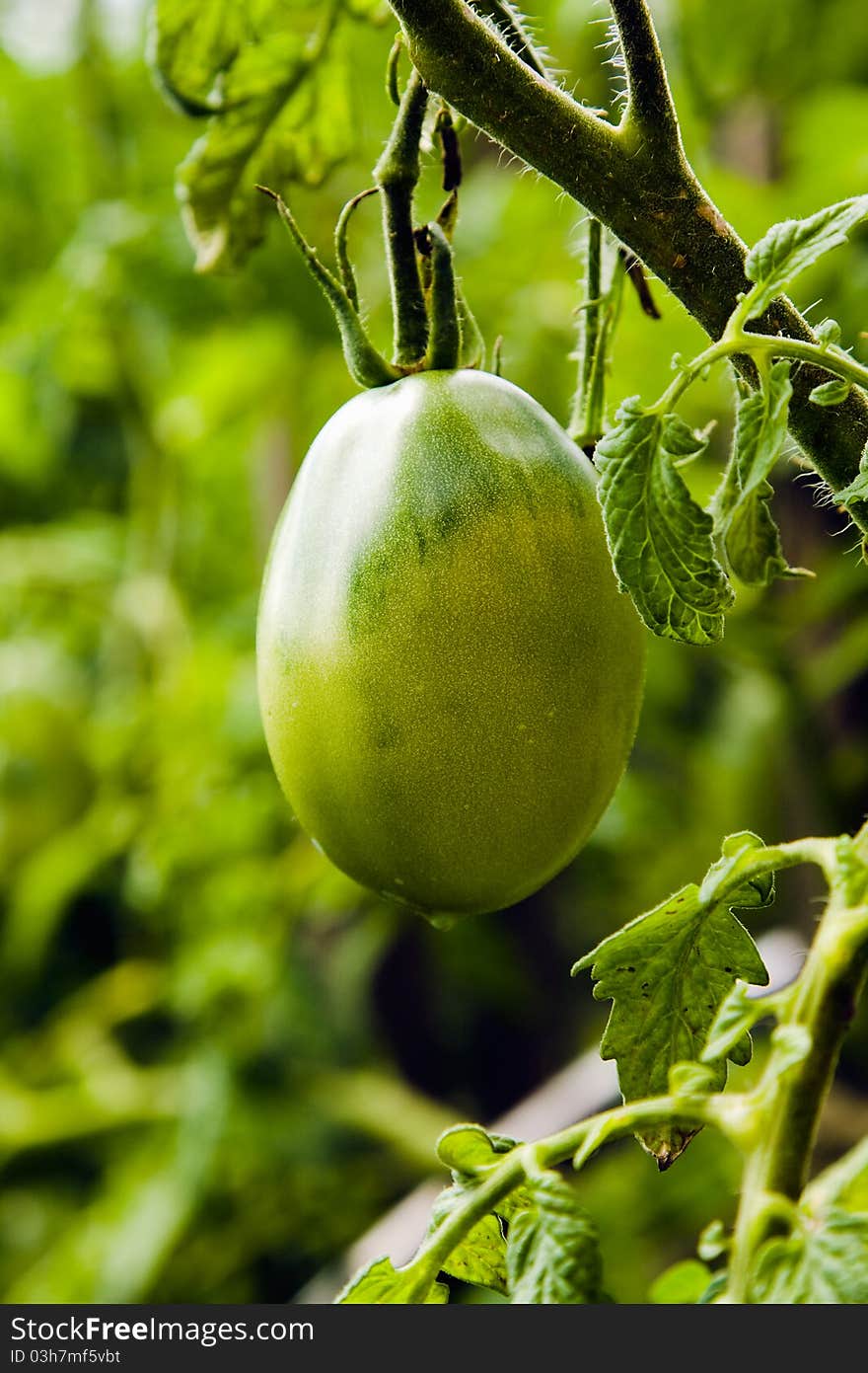 The green tomato growing on a tomato bush