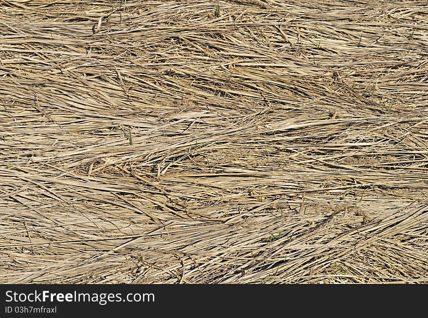 Dry grass background