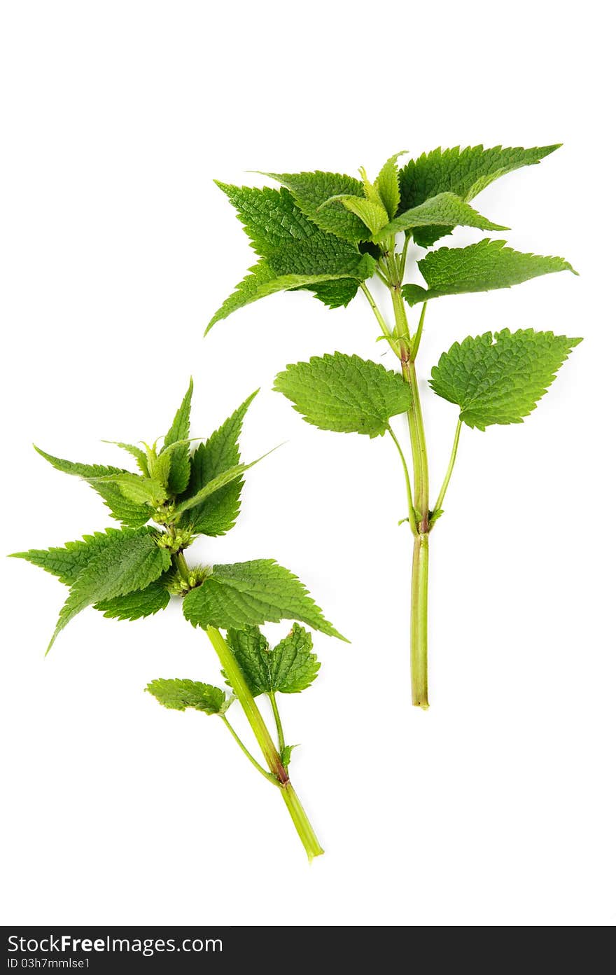 An image of lamium (deadnettle) on white background