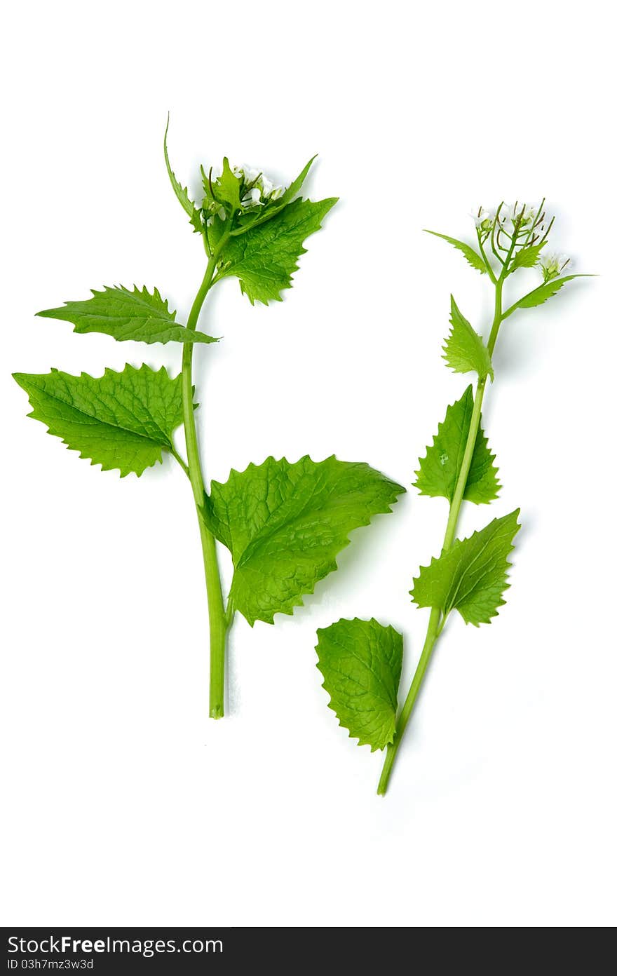 An image of deadnettle on white background