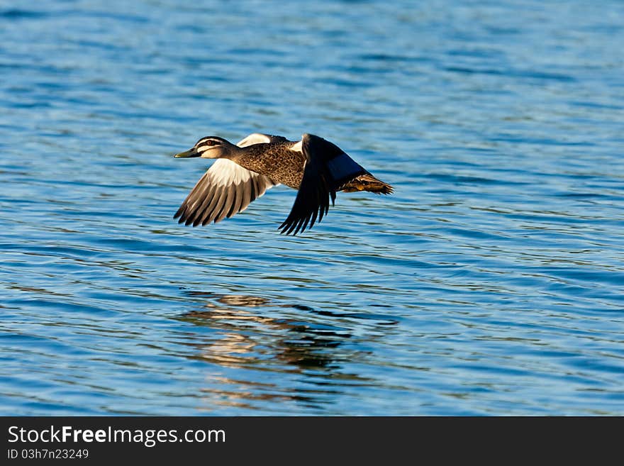 Pacific Black Duck