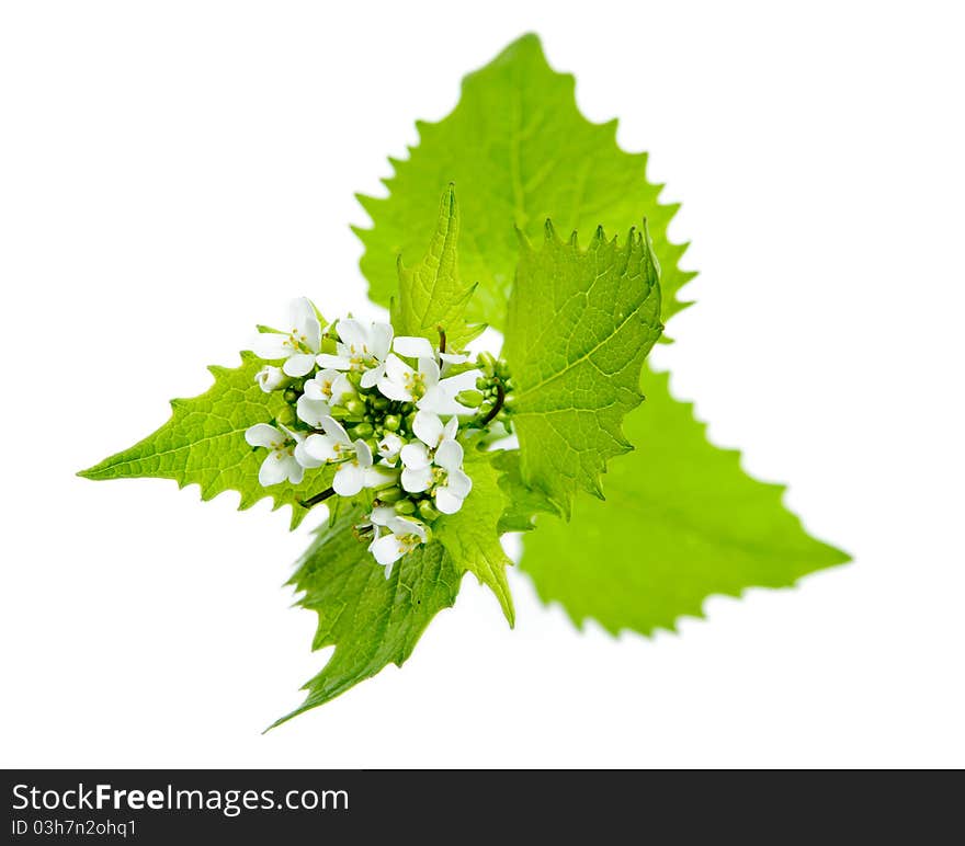 An image of lamium (deadnettle) on white background. An image of lamium (deadnettle) on white background