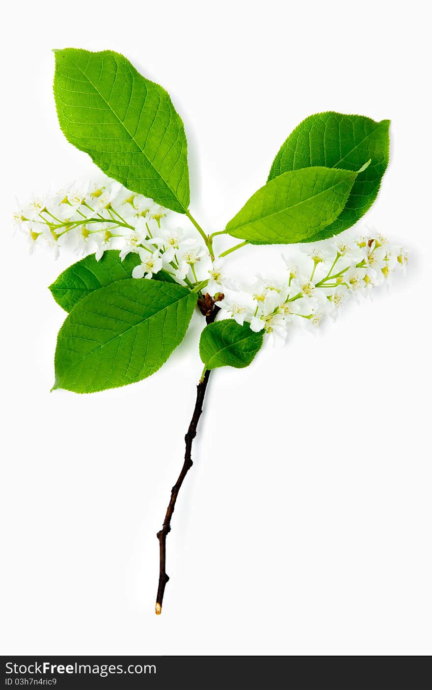 An image of a twig of a bird-cherry tree. An image of a twig of a bird-cherry tree