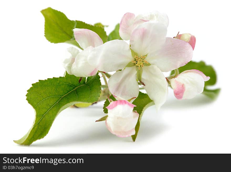 An image of a little branch of apple-tree flowers