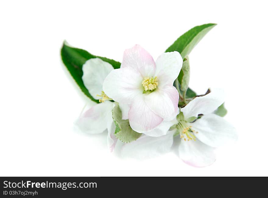 An image of a little branch of apple-tree flowers