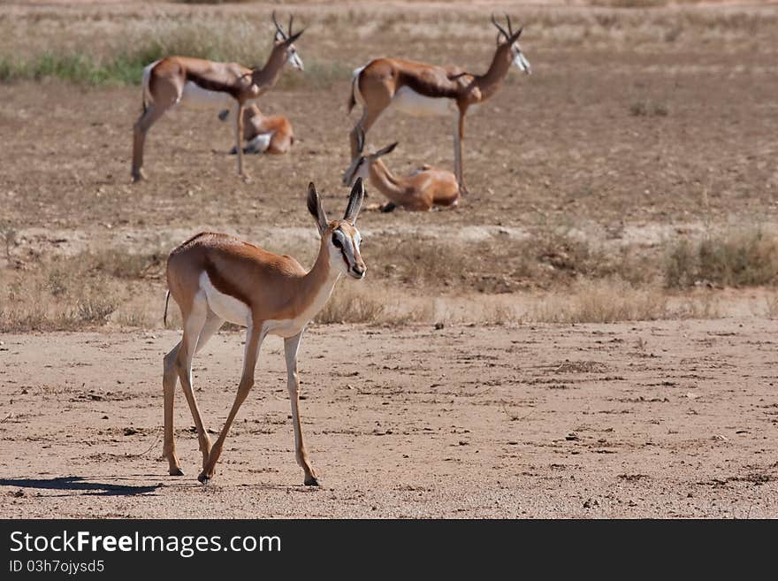 Springbok gazelle in the kalahari desert in the Kgalagadi Transfrontier Park in South Africa. Springbok gazelle in the kalahari desert in the Kgalagadi Transfrontier Park in South Africa