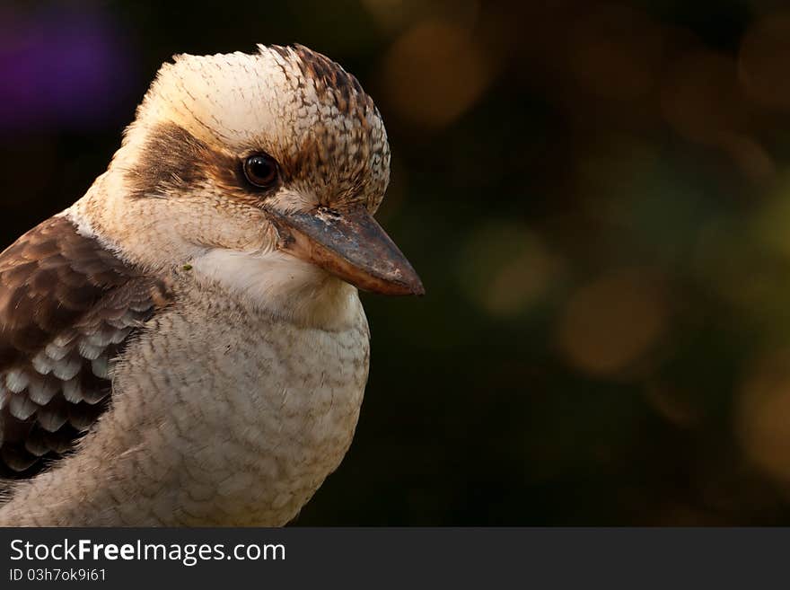 Laughing Kookaburra of the Kingfisher family is often found staring intently downward to the ground searching for any sign of earthworms or other prey. Laughing Kookaburra of the Kingfisher family is often found staring intently downward to the ground searching for any sign of earthworms or other prey.