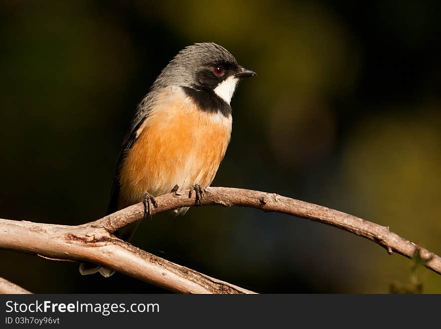 The Rufous Whistler's outstandingly beautiful song is amongst the most joyously exuberant of all Australian birds.