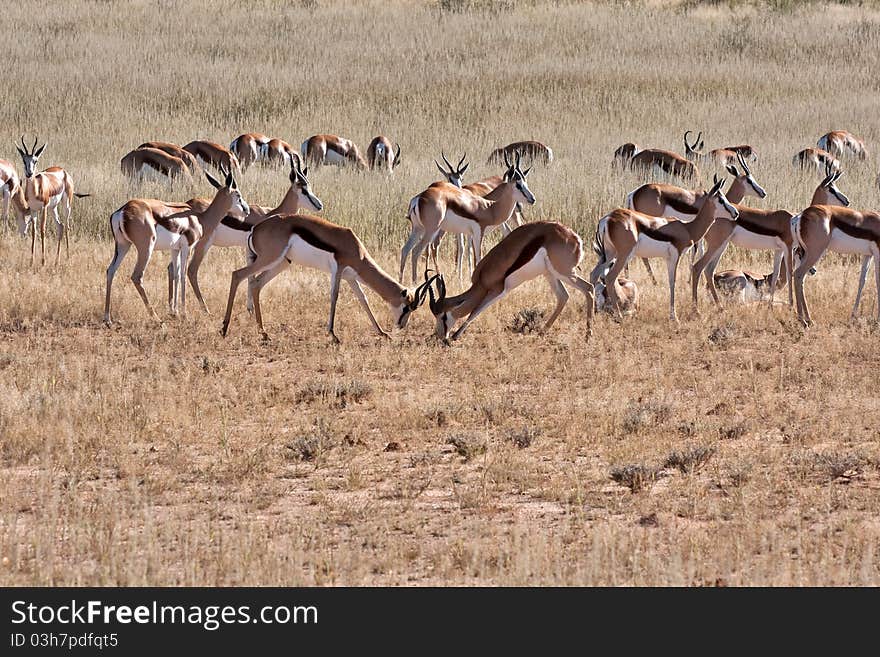 Springbok gazelle fighting in the kalahari desert in the Kgalagadi Transfrontier Park in South Africa. Springbok gazelle fighting in the kalahari desert in the Kgalagadi Transfrontier Park in South Africa