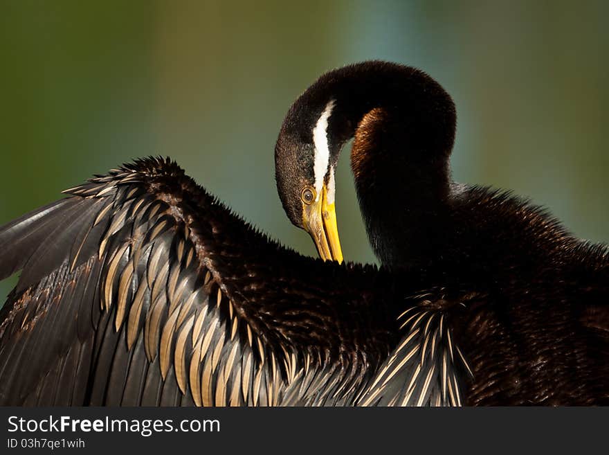 An Australian darter preens and dries its feathers in the sun after a swim as they are not waterproof. An Australian darter preens and dries its feathers in the sun after a swim as they are not waterproof.