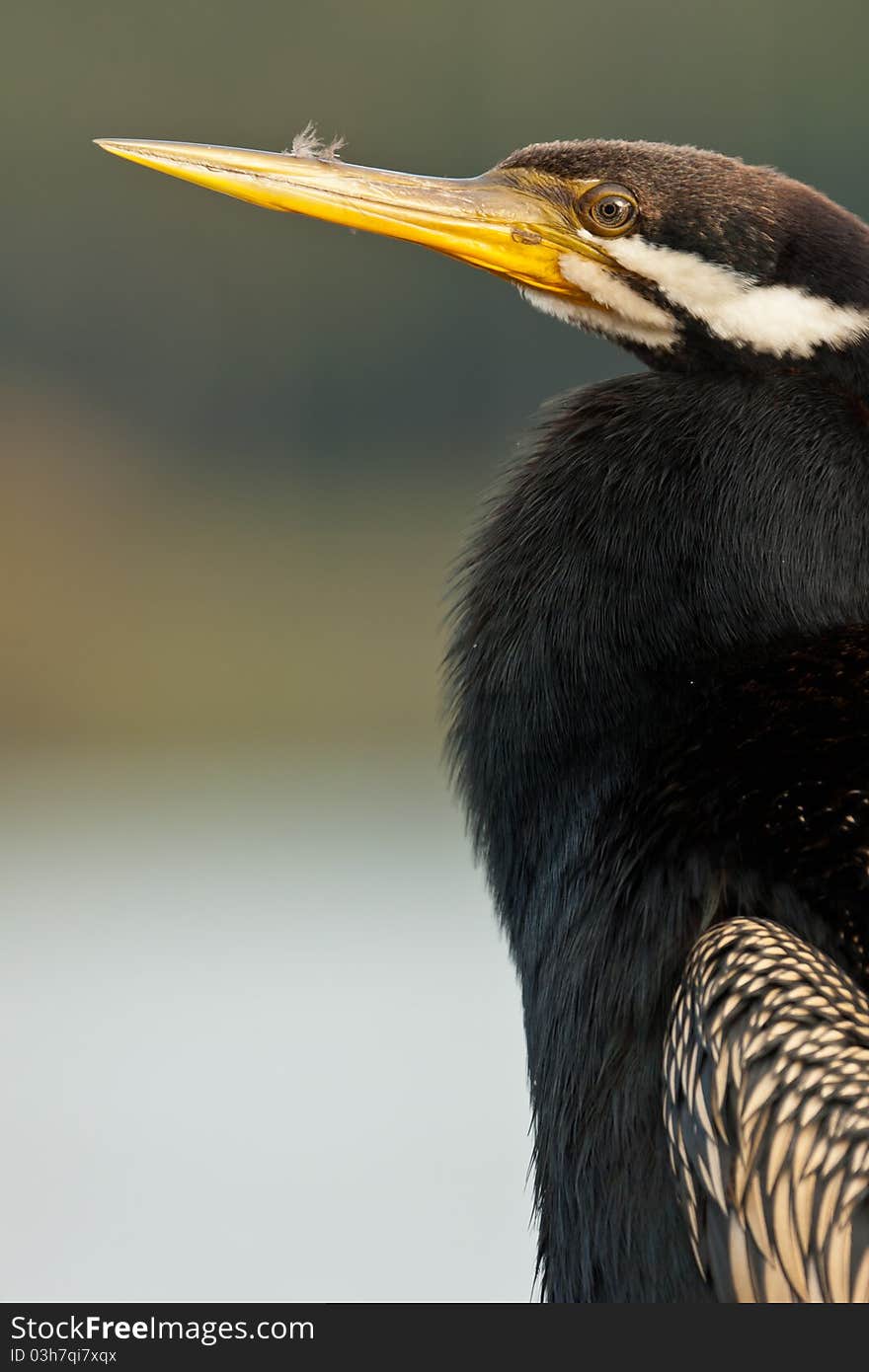 A portrait of an Australian darter with some remains of its feathers stuck in its beak as a result of preening.