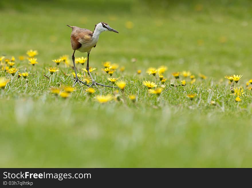 A Jacana searches a daisy patch for insects to eat.