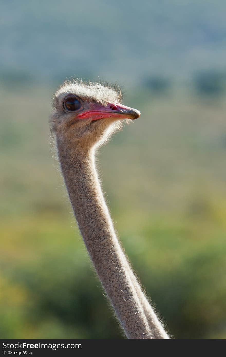 Ostrich