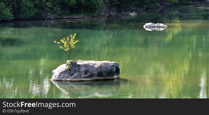 Shrub on rocks in the water shimmering green