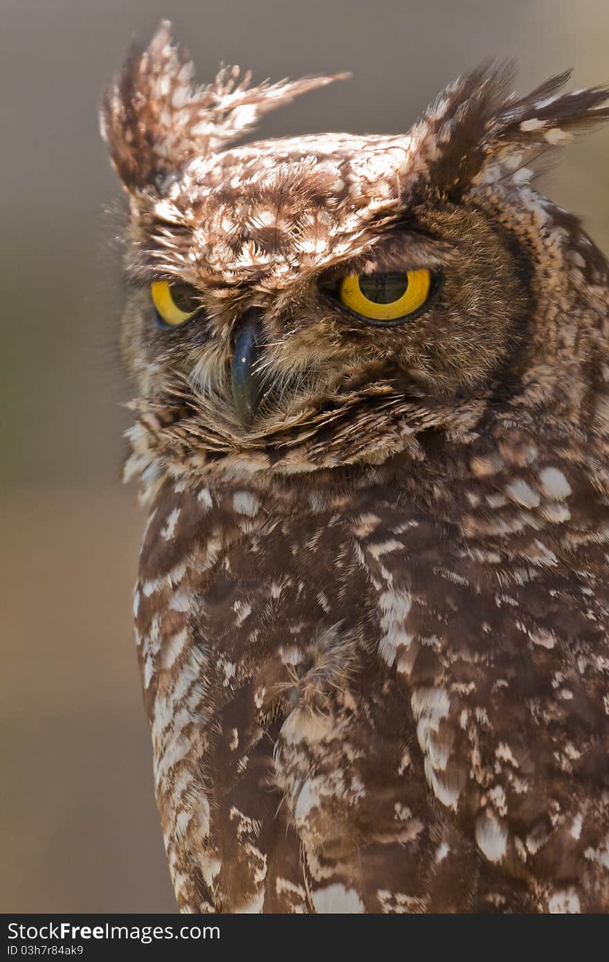 Spotted-eagle owl