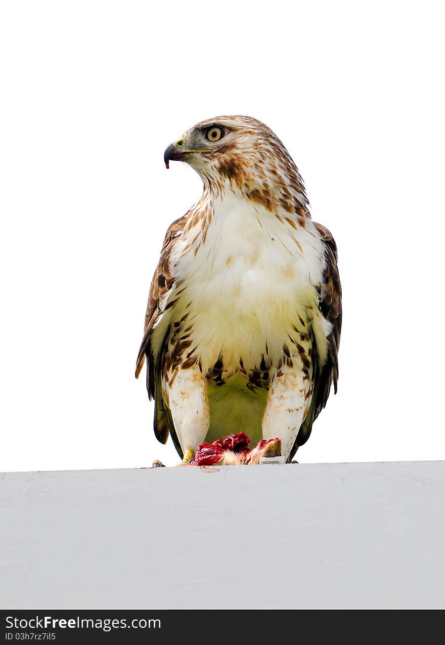 Red tail Hawk sitting on a sign