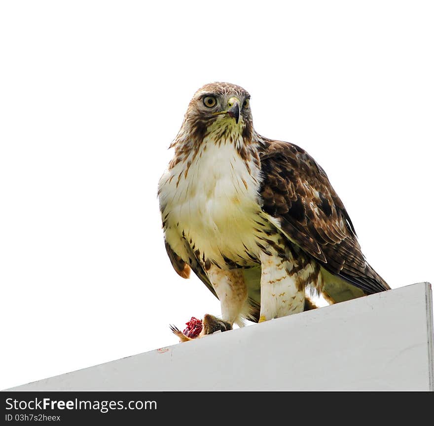 Red tail Hawk sitting on a sign