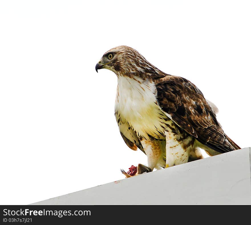 Red tail Hawk sitting on a sign eating a squirl with copy space