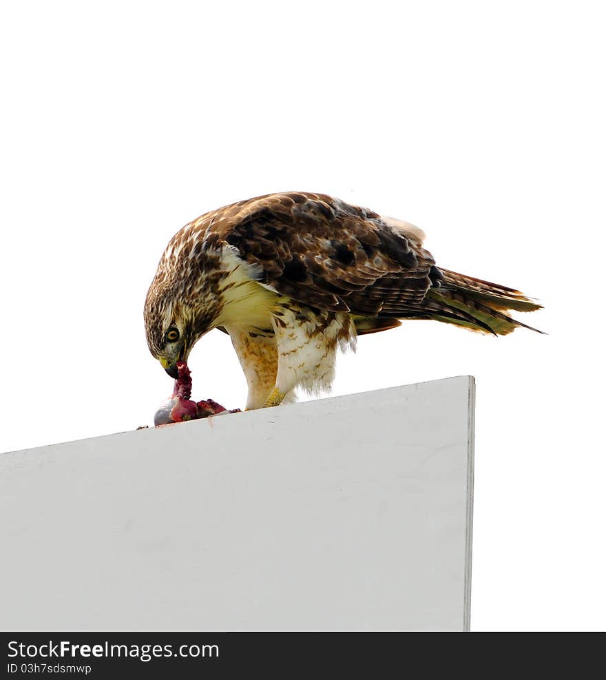 Red tail Hawk sitting on a sign