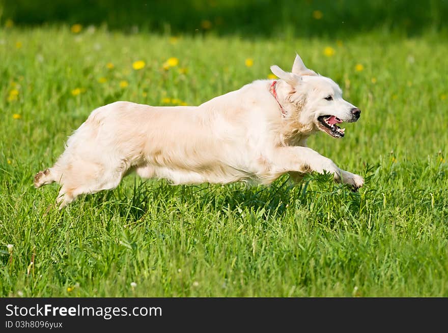 Golden Retriever portrait in motion