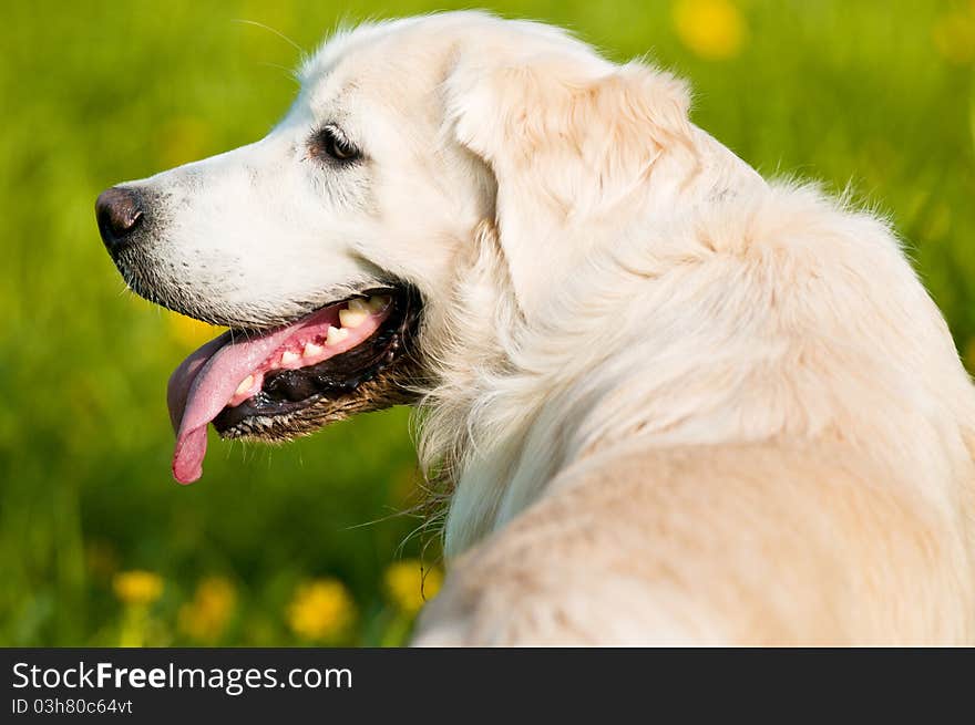 Golden Retriever Portrait In Summer