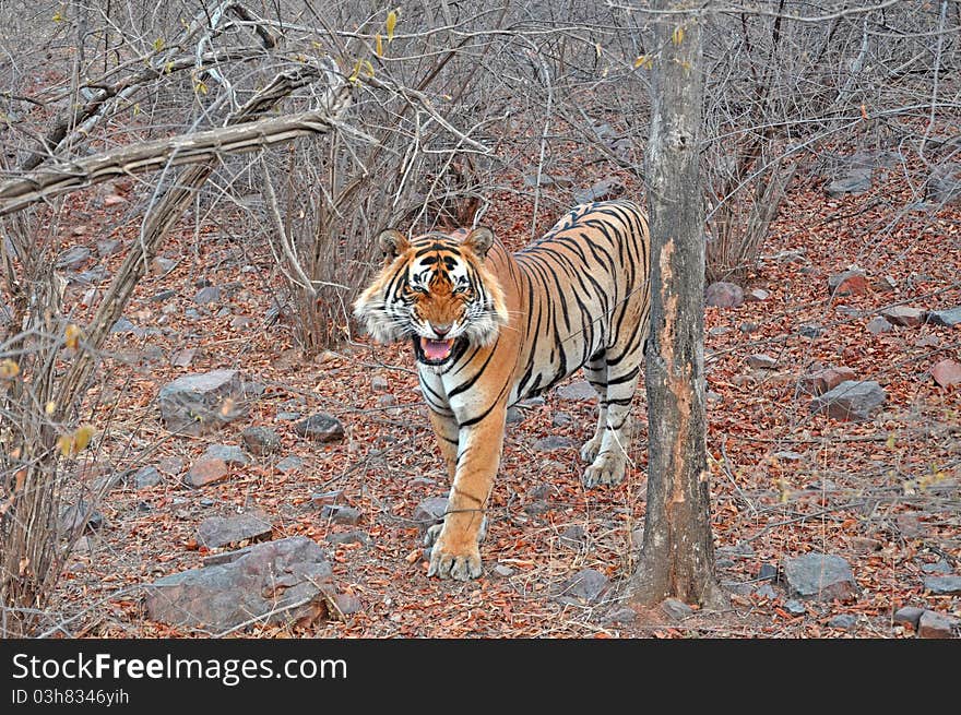 Roaring Royal Bengal Tiger at Ranthambhore National Park, India. Roaring Royal Bengal Tiger at Ranthambhore National Park, India