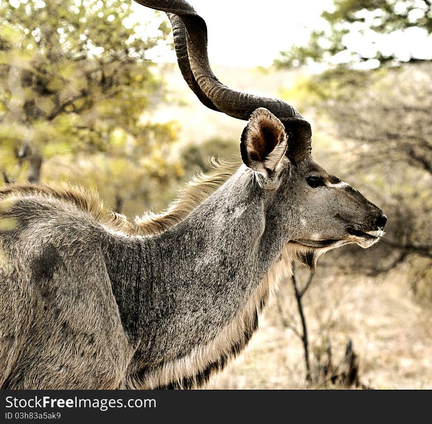 A Male Kudu in its natural habitat. Southern Botswana.