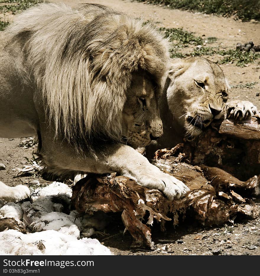 Lions Eating In Captivity