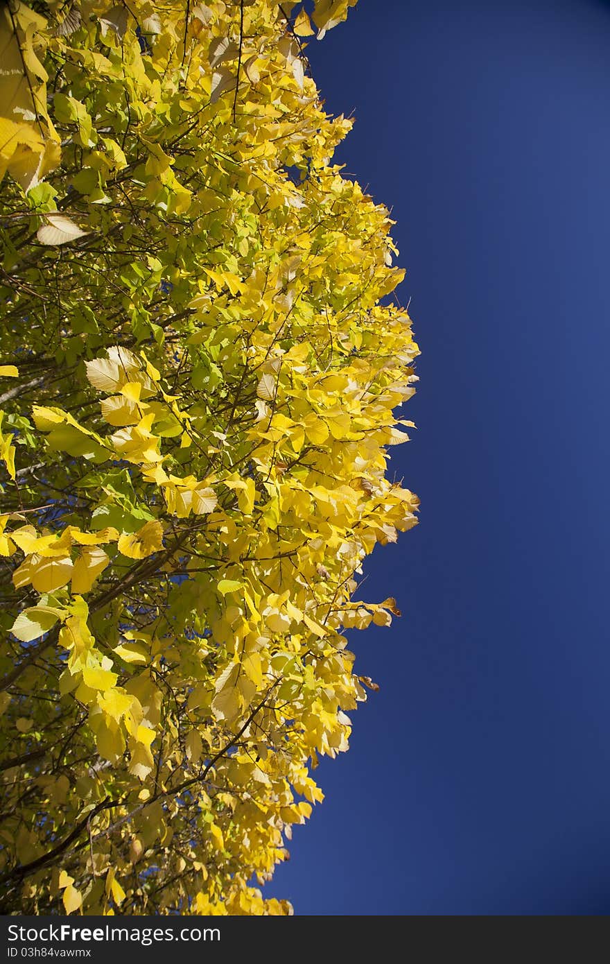 Bright yellow poplar leaves against blue sky