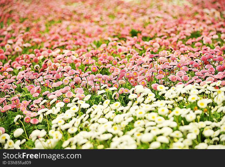 Large field of wild pink and white daisies