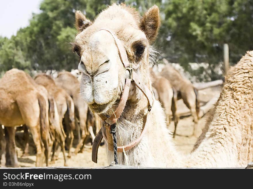 A 'portrait' of camel separated from the eating stock in the corral due to his curiosity for the newcomers.