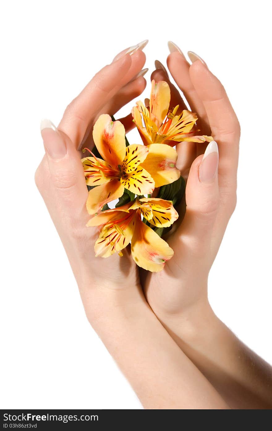 Woman hands holding orange astraemeria on white