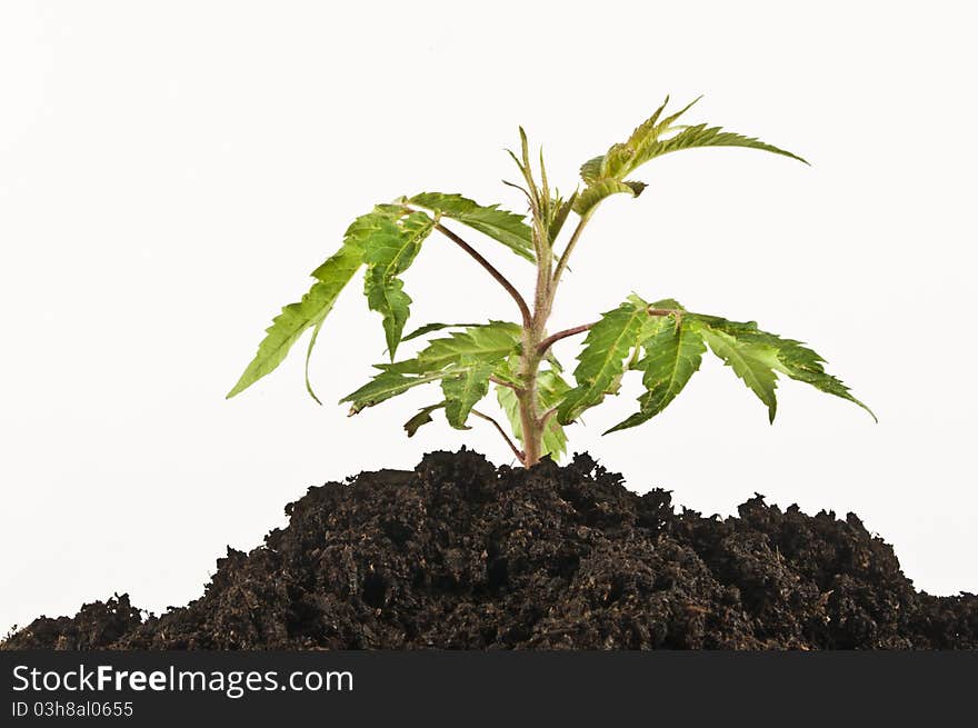 Small tree seedling growing in compost. Small tree seedling growing in compost