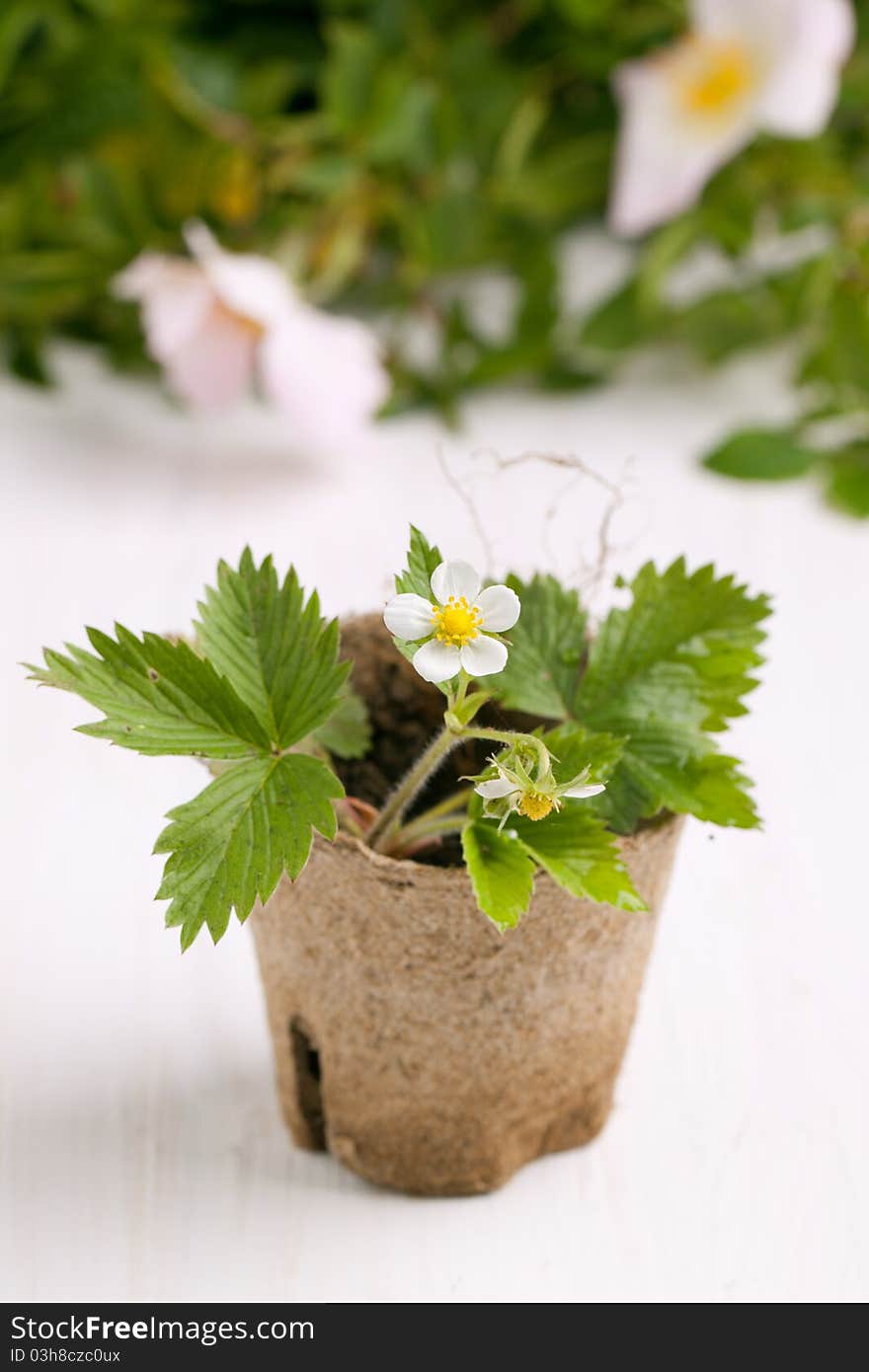 Composition with blossom sprout of strawberry in garden pot on white table