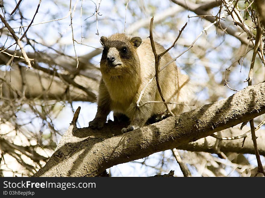 A hungry Daman sitting in a leafless tree in early spring. National park Ein Gedi, Israel. A hungry Daman sitting in a leafless tree in early spring. National park Ein Gedi, Israel