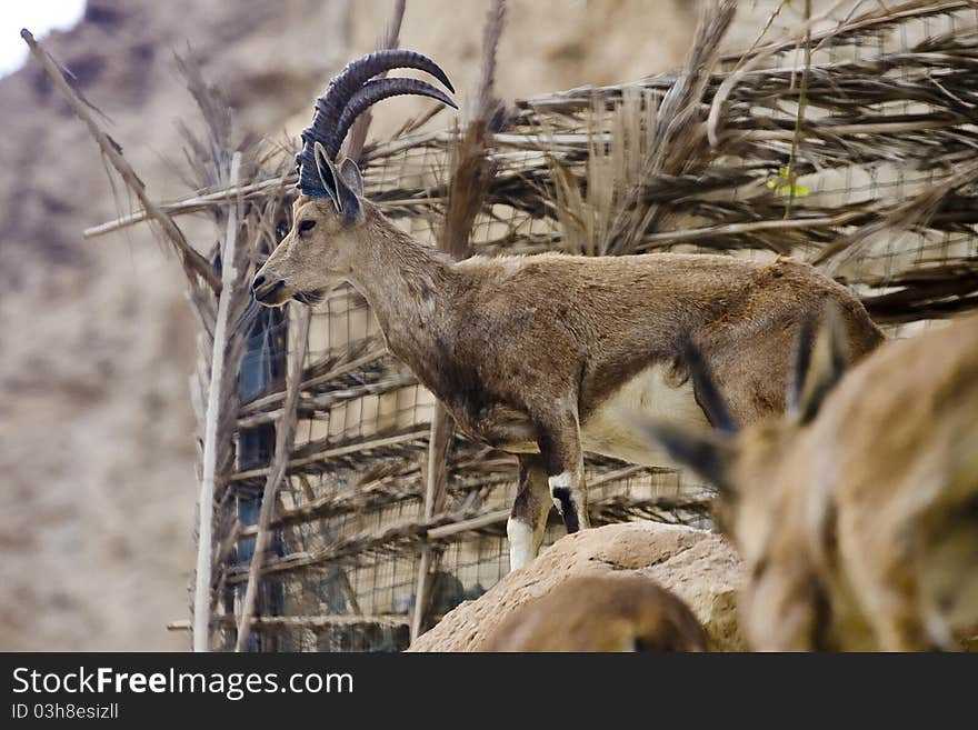 A wild goat standing on a rock and checking the road in Ein Gedi National park, Israel. A wild goat standing on a rock and checking the road in Ein Gedi National park, Israel