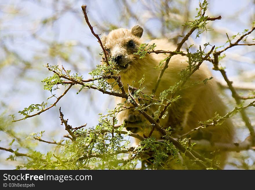 A Daman glaring at the visitors while sitting in a tree in Ein Gedi, Israel. A Daman glaring at the visitors while sitting in a tree in Ein Gedi, Israel