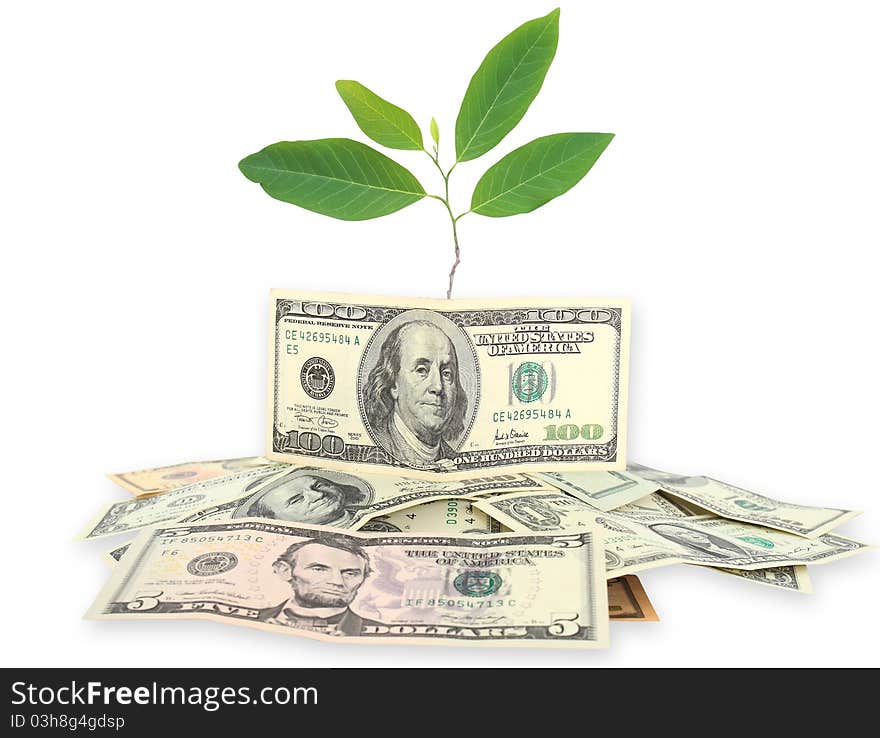 Money and plant isolated on white background