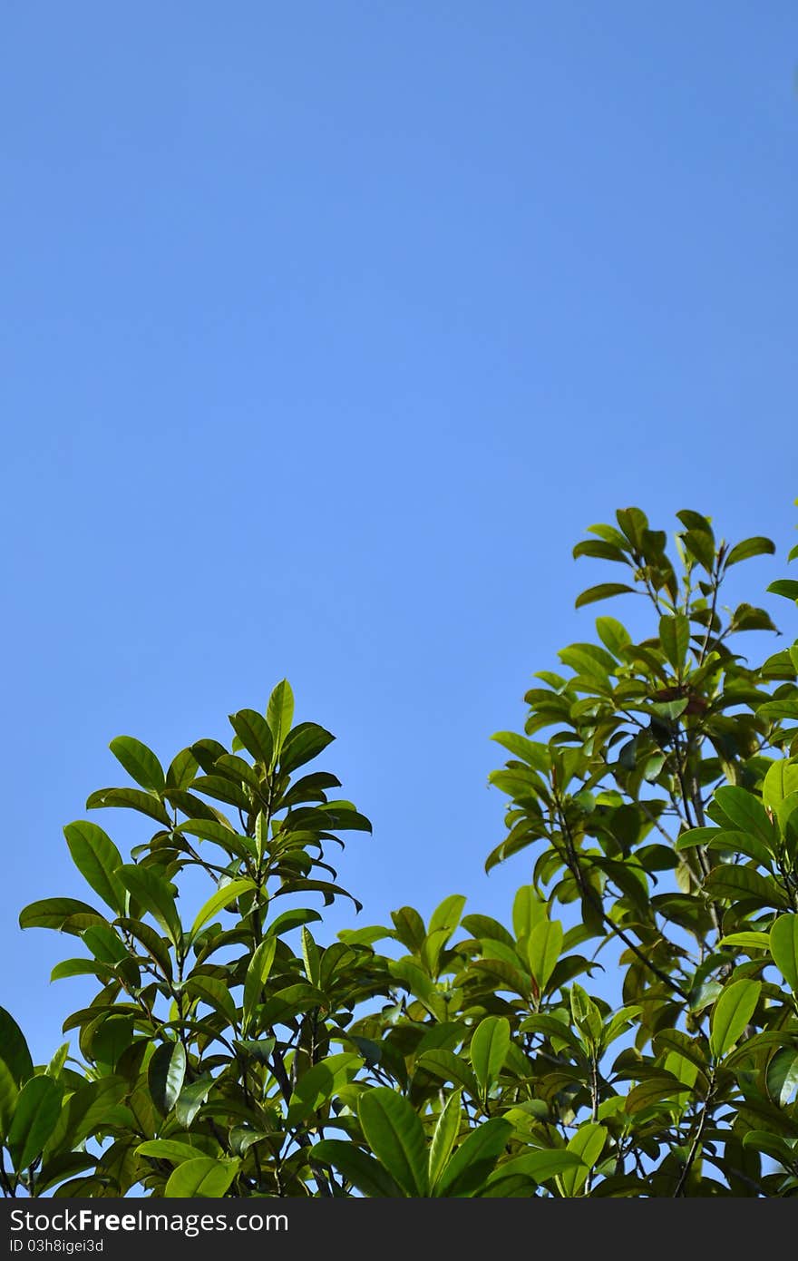 Green leaf set against a beautiful blue sky. Green leaf set against a beautiful blue sky.