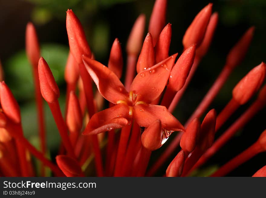 Red ixora