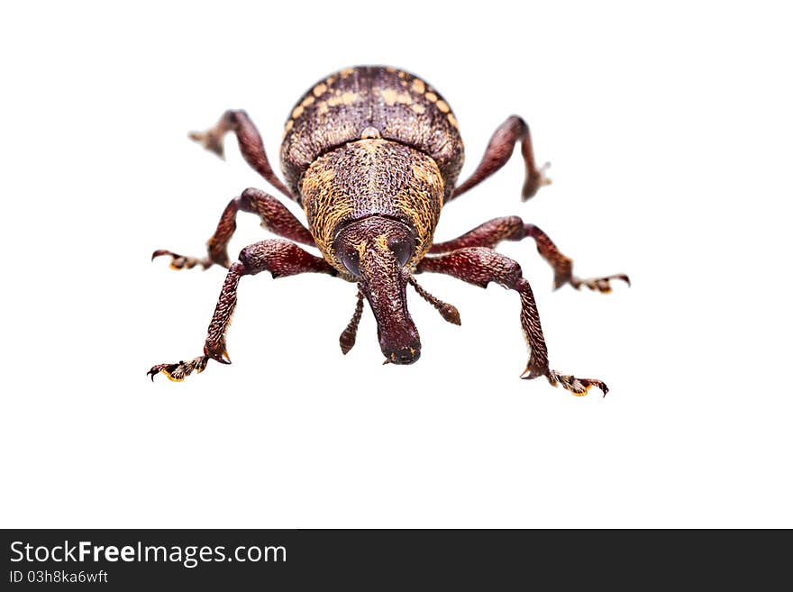 Closeup shot of a beetle isolated on white background