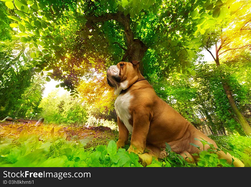 Cute English Bulldog on green grass