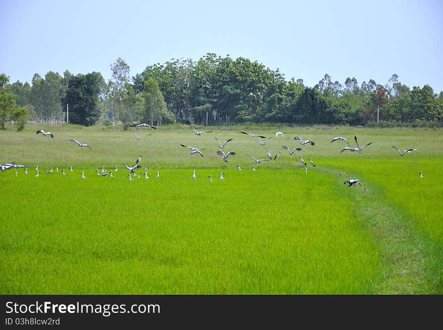 Egrets feeding in Paddy Field, Thailand