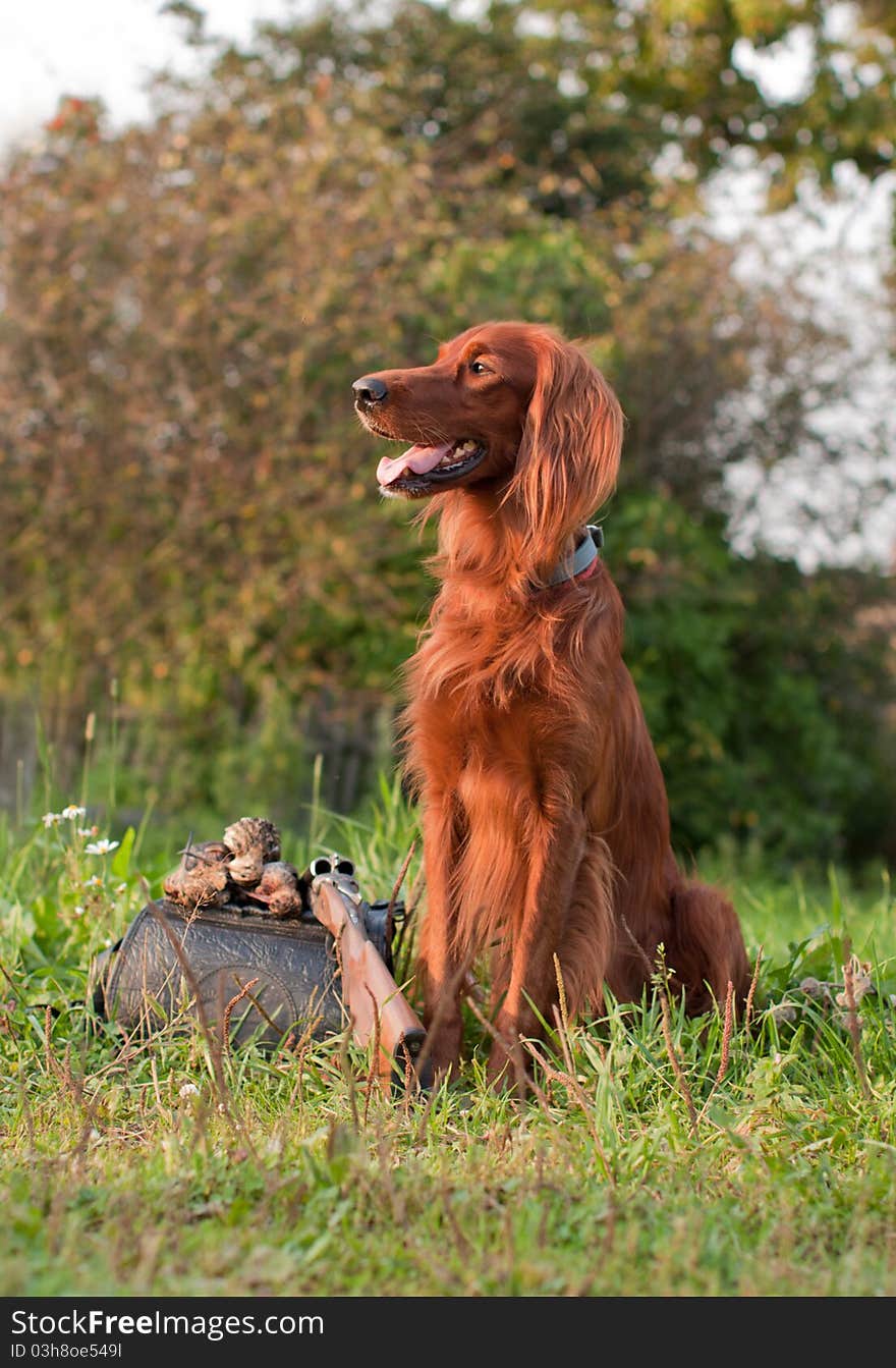 Setter with trophy