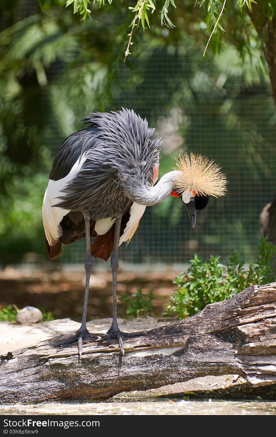 A gray crane pose for photo. A gray crane pose for photo