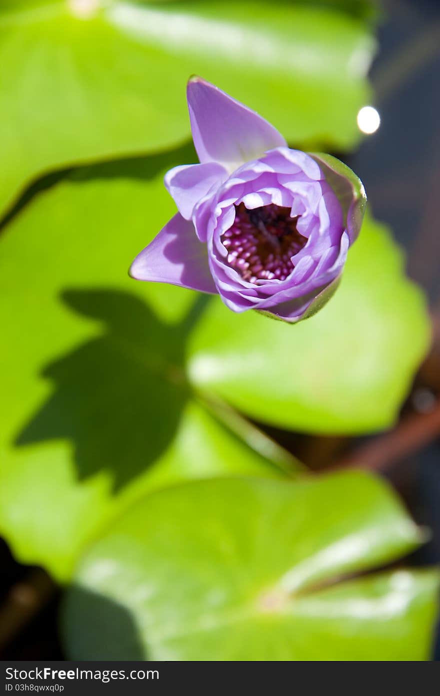 Lotus background in a nice day