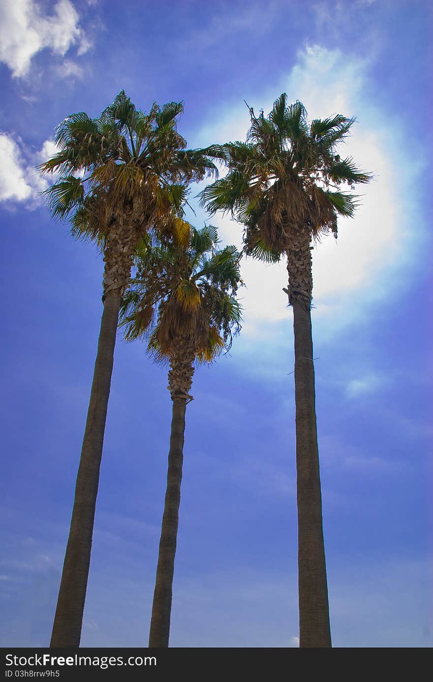 Palms in front of the sun